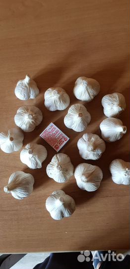 Чеснок озимый семена