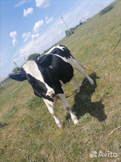 Телята телочки