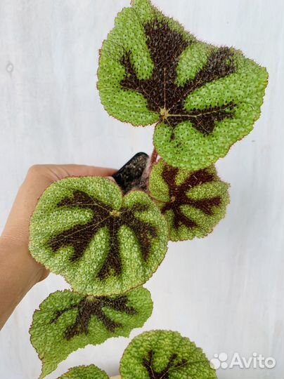 Бегония мэсона