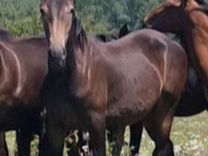 Лошади Карачаевской породы
