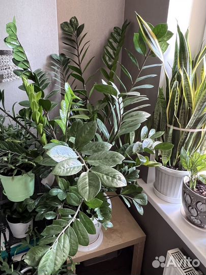 Замиокулькас 145 см от пола