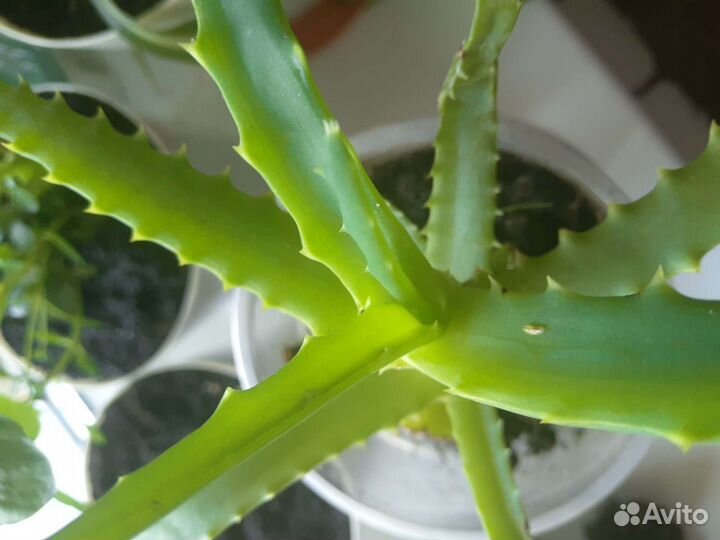 Алоэ лечебный