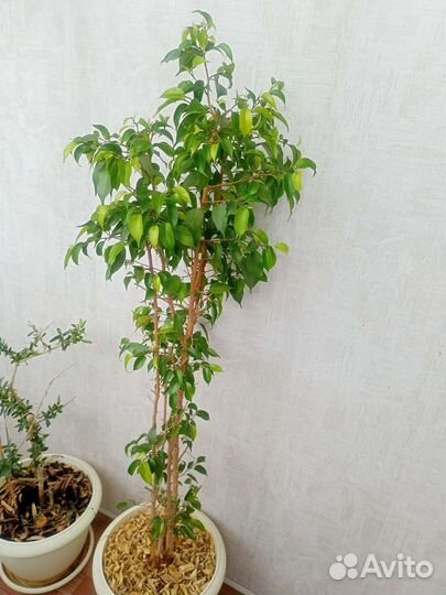 Фикус Бенджамина