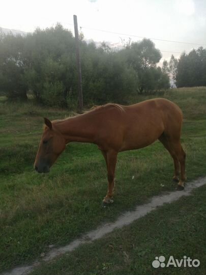 Продам лошадь кобылу