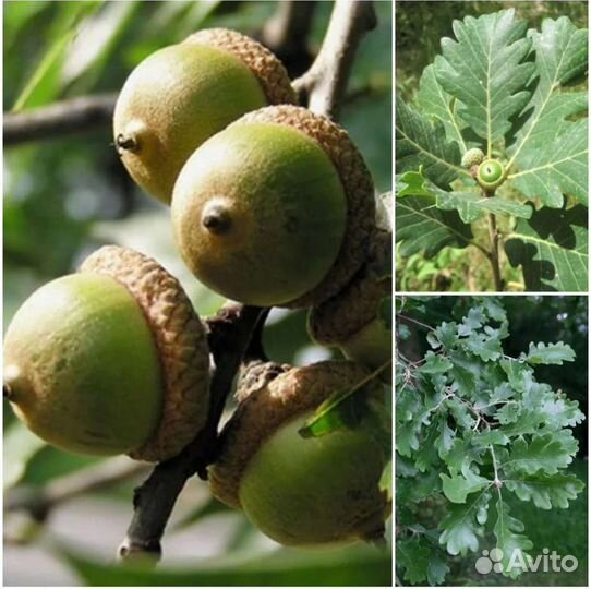 Саженцы дуба