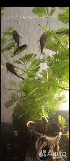 Сомики анциструсы