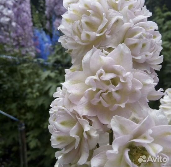 Семена новозеландских дельфиниумов