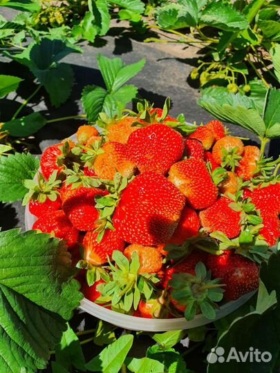 Саженцы клубники (виктории)