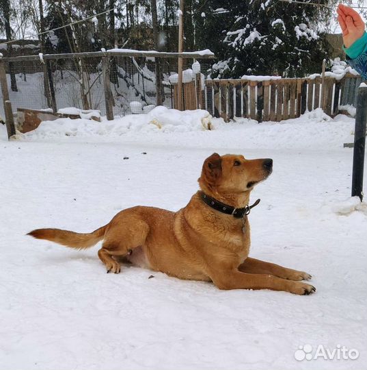 Оди добряк ищет дом