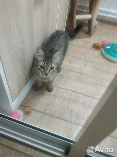 Особенный котенок нуждается в доме