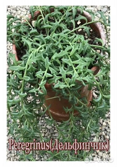 Ампельные крестовники, пеперомия