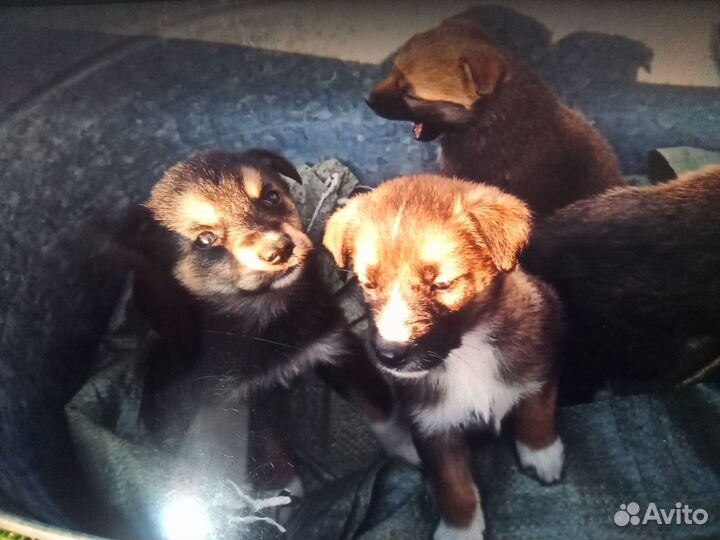 Собака в добрые руки отдам бесплатно