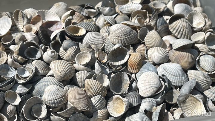 Ракушки с азовского моря целые от 0.5 мм до 6 см