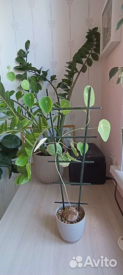 Стефания эректа