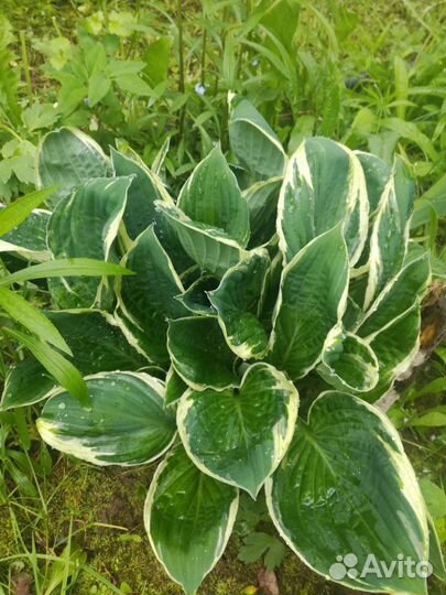 Саженцы хосты