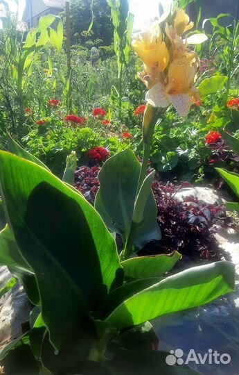 Канны, каллы