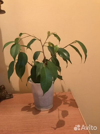 Фикус бенджамина