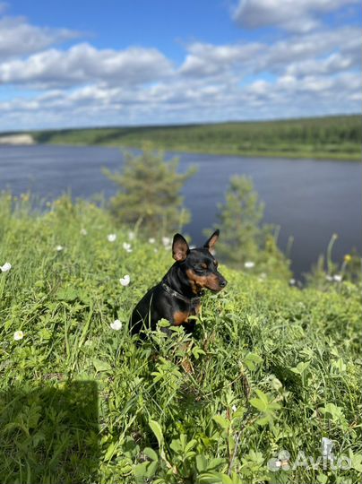 Вязка цвергпинчер