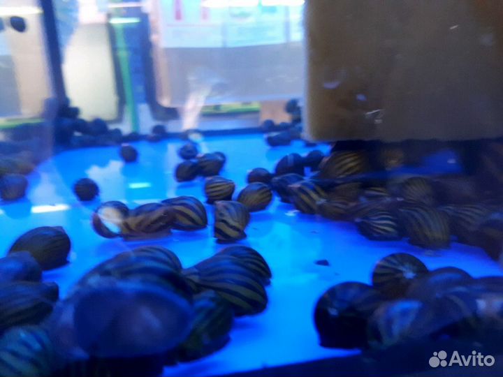 Аквариумные улитки более 15 видов