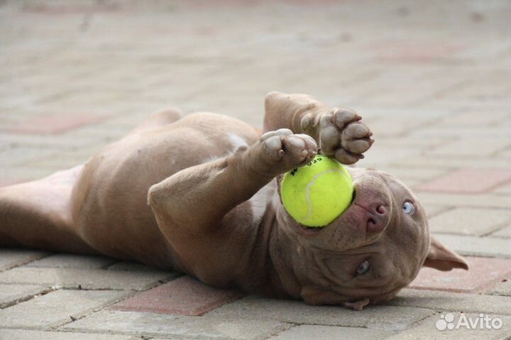 Булочки, булли, щеночки Американские)