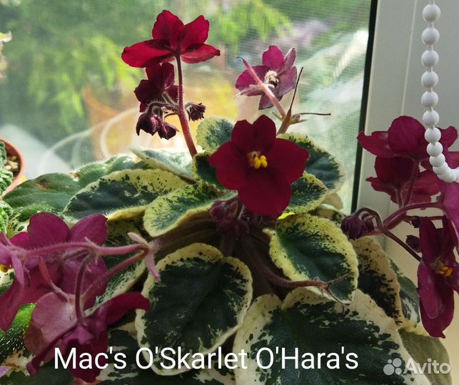 Фиалки и стрептокарпусы