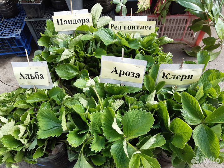 Рассада клубники