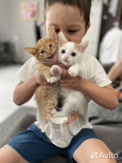 Котята в добрые руки