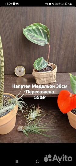 Калатея Медальон