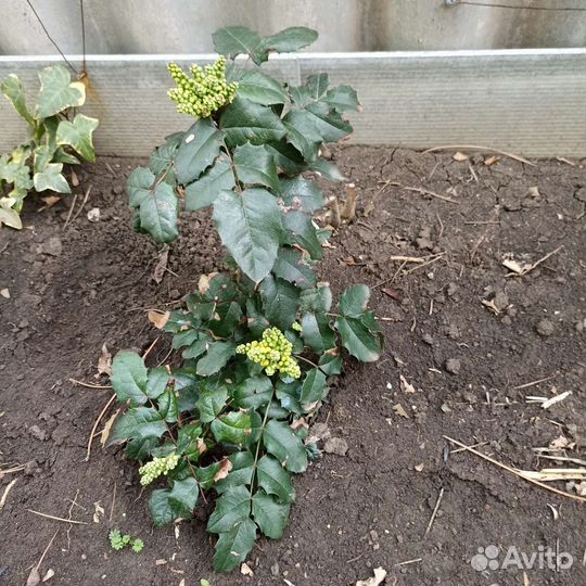 Деревья, кустарники