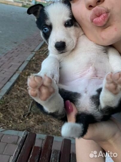 Собака,щенок