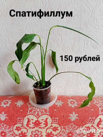 Спатифиллум