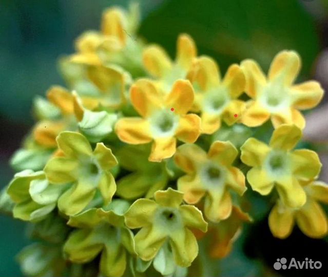 Комнатные растения, экзоты