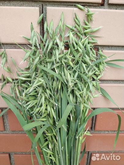 Букет из сухоцветов