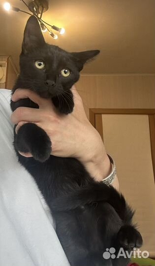 Котята в добрые руки даром