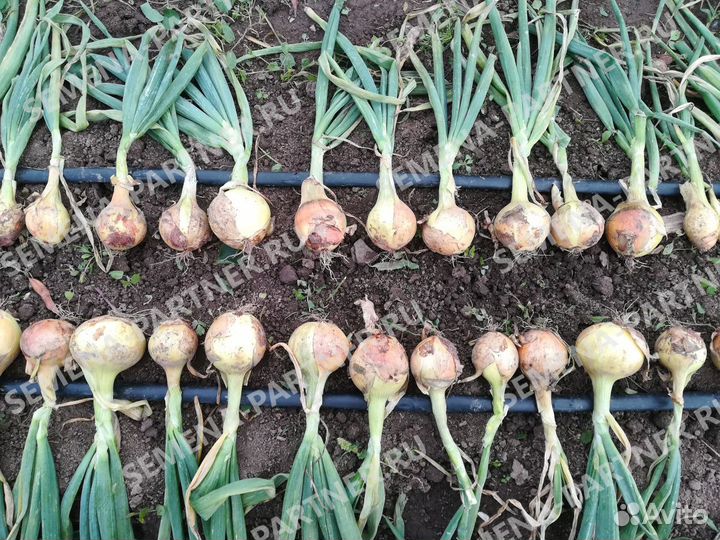 Луковица тюльпанов оптом 12;14+для выгонки