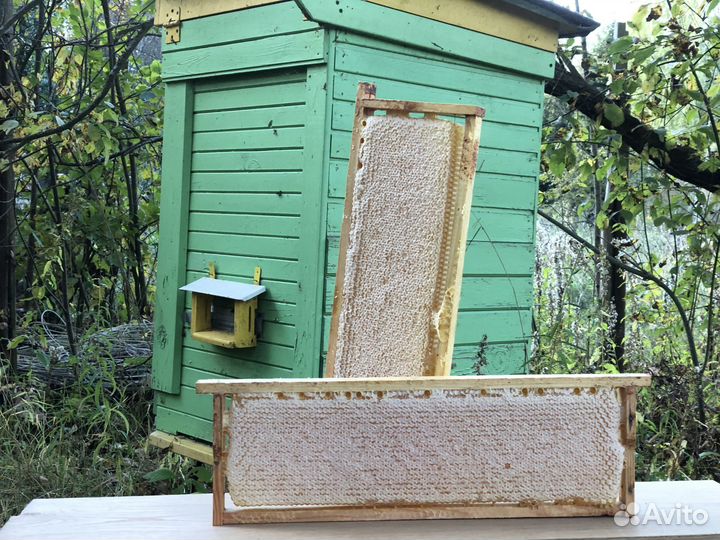 Мёд натуральный. Урожай 2024 года