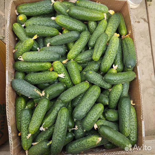 Огурцы короткоплодные