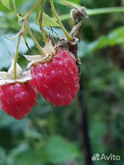 Саженцы малины