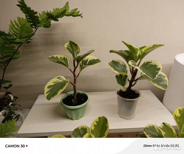 Пеперомия вариегатная