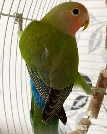 Неразлучник попугай птенец