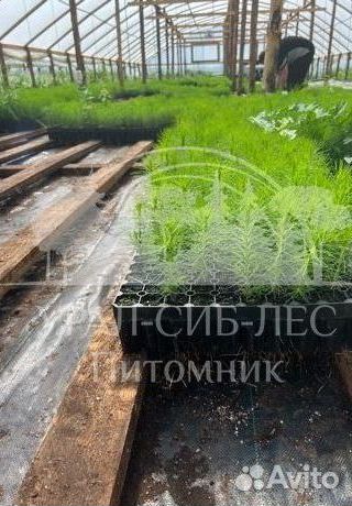 Сеянцы на лесовосстановление Горная сосна Мугус зк
