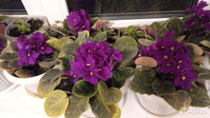 Фиалки цветущие в горшке