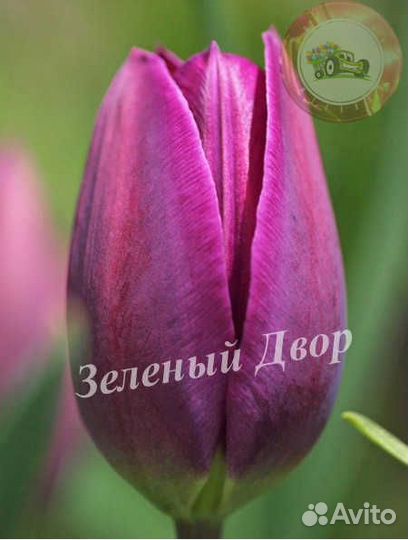 Тюльпаны оптом Destination Павлодар (40-50 см.)