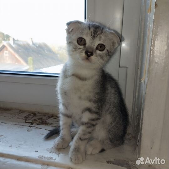 Шотландские котята