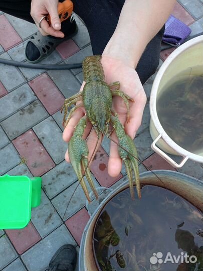 Живые раки оптом