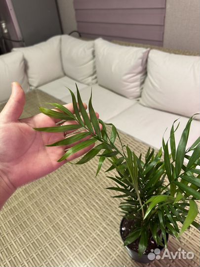 Пальма хамедорея элеганс