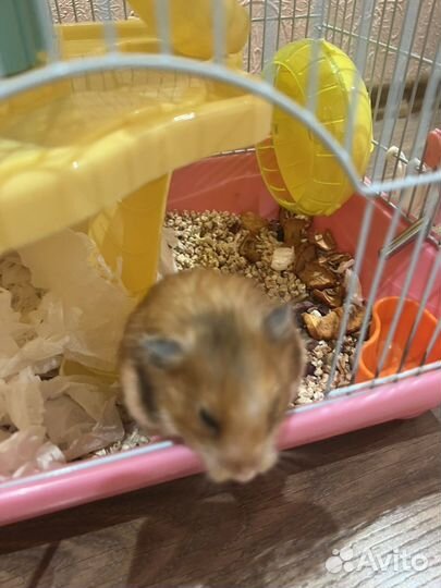 Продам хомяка с клеткой