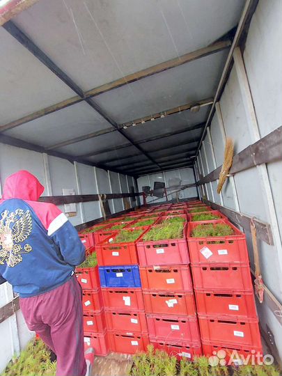 Сеянцы сосны и ели(зкс,окс)