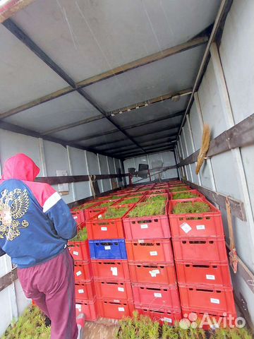 Сеянцы сосны и ели(зкс,окс)