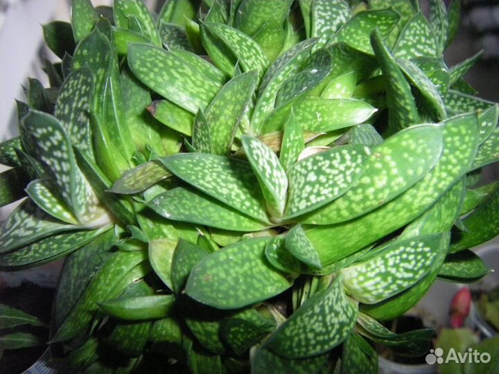 Церопегия Гастерия и Алое